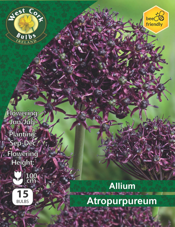 Allium Bulbs