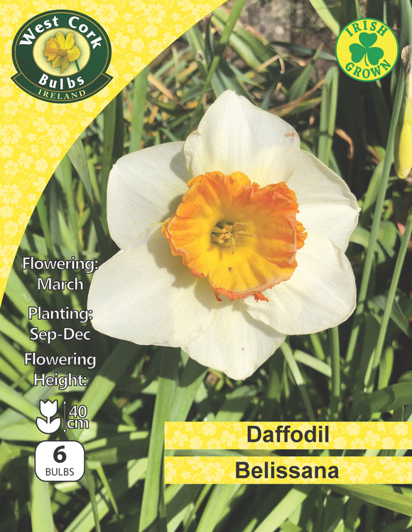 Daffodils