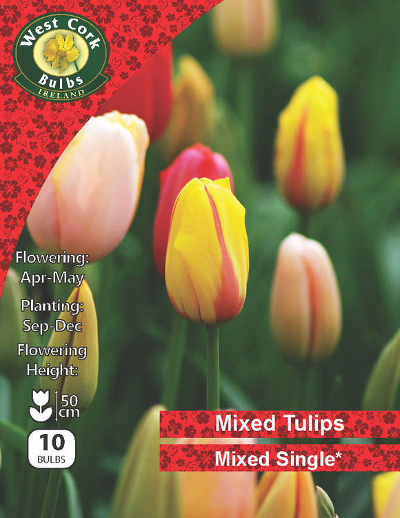 Tulips