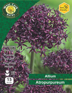 Allium Atropurpureum