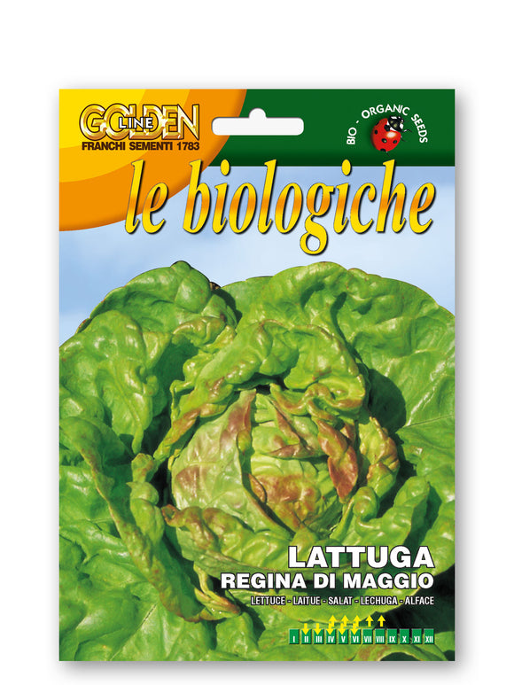 Organic Lettuce Regina Di Maggio