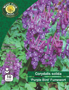 Corydalis Solida 'Purple Bird'