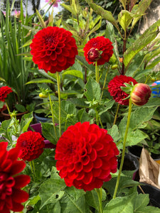 Dahlia Pompon "Golden Scepter"