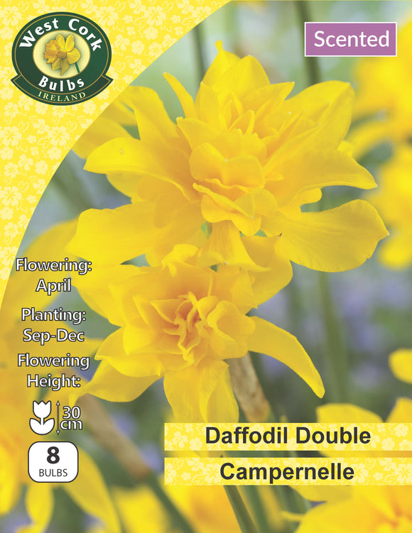 Daffodil Botanical 'Campernelle' - scented-