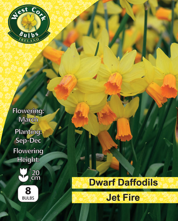 Daffodil dwarf Jet Fire - Green's of Ireland Online Garden Shop.  Flower Bulbs, West Cork Bulbs, Daffodil Bulbs, Tulip Bulbs, Crocus Bulbs, Autumn Bulbs, Bulbs, Cheap Bulbs