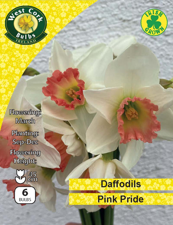 Daffodil 'Pink Pride' - Irish Grown -