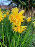 Miniature Daffodils Tete A Tete Boucle - Green's of Ireland Online Garden Shop.  Flower Bulbs, West Cork Bulbs, Daffodil Bulbs, Tulip Bulbs, Crocus Bulbs, Autumn Bulbs, Bulbs, Cheap Bulbs