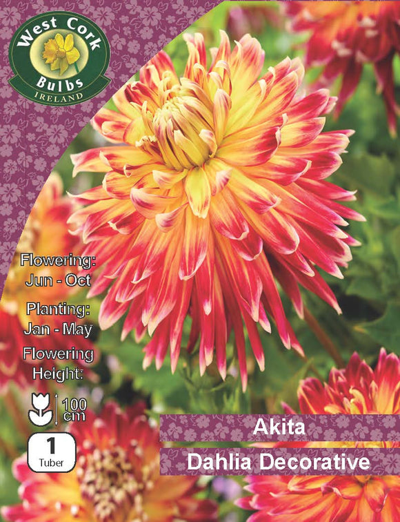 Dahlia Decorative Akita