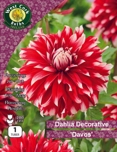 Dahlia Decorative Davos