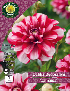 Dahlia Decorative Jamaica