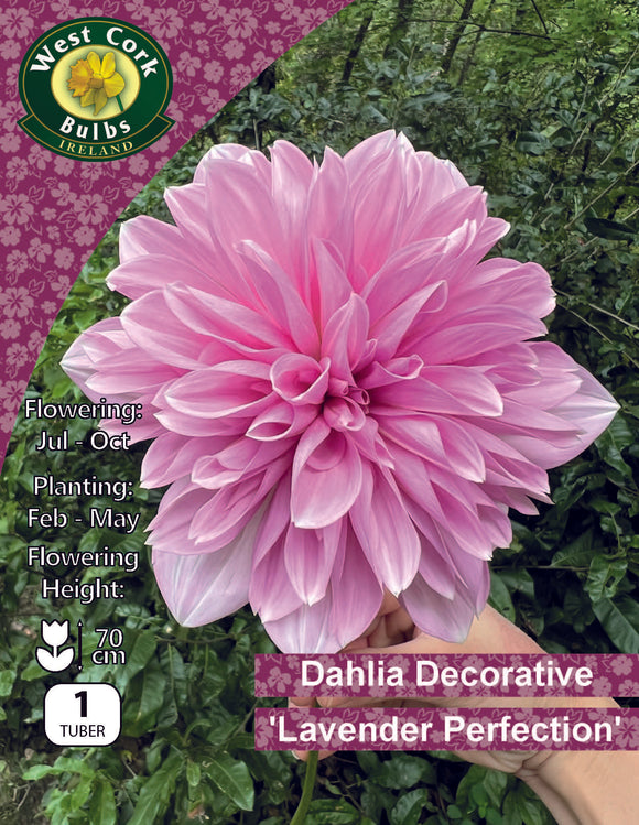 Dahlia Decorative Lavender Perfection