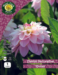 Dahlia Decorative Orion