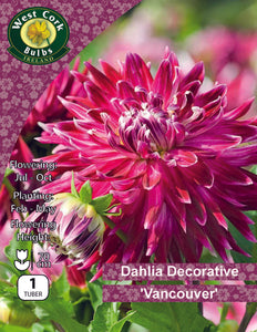 Dahlia Decorative Vancouver