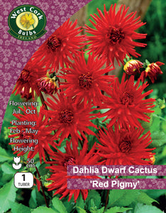 Dahlia Cactus 'Red Pygmy'