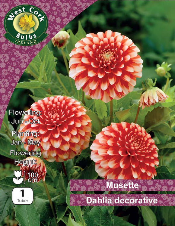 Dahlia Decorative 'Musette'