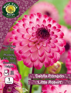 Dahlia Pompon "Golden Scepter"