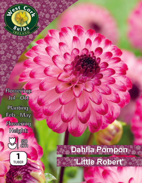 Dahlia Pompon 