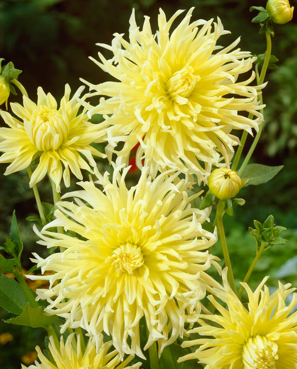 Dahlia Cactus 