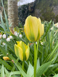 Viridiflora Tulip Formosa