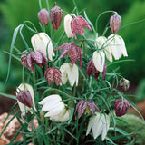 Fritillaria Meleagris