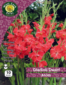 Mélange de Gladioli nain