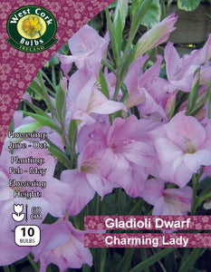 Mélange de Gladioli nain