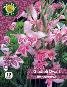 Mélange de Gladioli nain