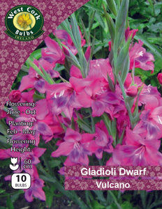 Mélange de Gladioli nain