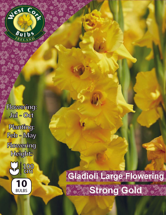 Gladioli Large Flowering  'Strong Gold'