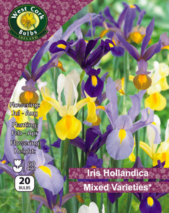 Iris Hollandica Mixed Spring