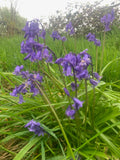 Irish Grown Bluebells Non-scripta - Green's of Ireland Online Garden Shop.  Bluebells, West Cork Bulbs, Daffodil Bulbs, Tulip Bulbs, Crocus Bulbs, Autumn Bulbs, Bulbs, Cheap Bulbs