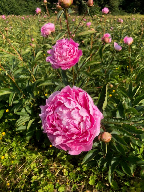 Peony Cut Flower Jacorma Bouquet Greens Of Ireland