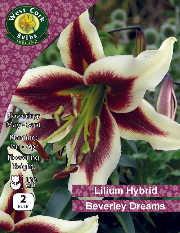 Lilium Hybrid Beverly Dreams