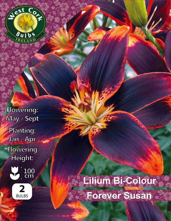 Lilium Bi-Colour Forever Susan