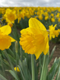 Daffodils Yellow Trumpet 'Mando' - Green's of Ireland Online Garden Shop.  Flower Bulbs, West Cork Bulbs, Daffodil Bulbs, Tulip Bulbs, Crocus Bulbs, Autumn Bulbs, Bulbs, Cheap Bulbs