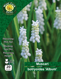 Muscari Botryoides Album