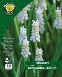 Muscari Botryoides Album