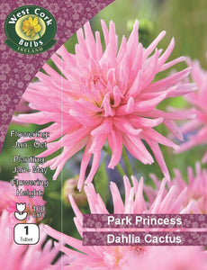 Dahlia Decorative Park Princess