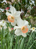 Daffodil 'Pink Pride' - Irish Grown -