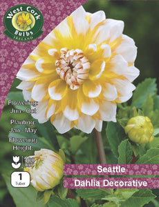 Dahlia Decorative Seattle