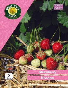 Strawberry "Korona early variety" 5 Roots (Bare root)