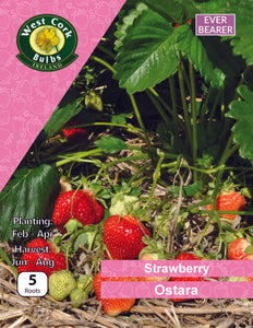 Strawberry "Ostara" ever bearer 5 Roots