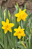 Daffodils Yellow Trumpet 'Tamara' - Green's of Ireland Online Garden Shop.  Flower Bulbs, West Cork Bulbs, Daffodil Bulbs, Tulip Bulbs, Crocus Bulbs, Autumn Bulbs, Bulbs, Cheap Bulbs