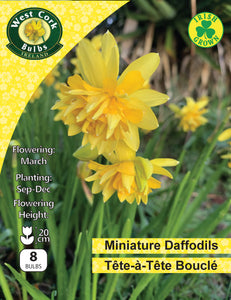 Miniature Daffodils Tete A Tete Boucle - Green's of Ireland Online Garden Shop.  Flower Bulbs, West Cork Bulbs, Daffodil Bulbs, Tulip Bulbs, Crocus Bulbs, Autumn Bulbs, Bulbs, Cheap Bulbs