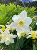 Daffodils Thalia - Green's of Ireland Online Garden Shop.  Flower Bulbs, West Cork Bulbs, Daffodil Bulbs, Tulip Bulbs, Crocus Bulbs, Autumn Bulbs, Bulbs, Cheap Bulbs