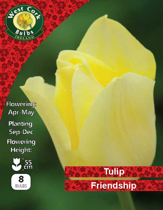 Tulipe Simple <p> Golden Apeldoorn</p>