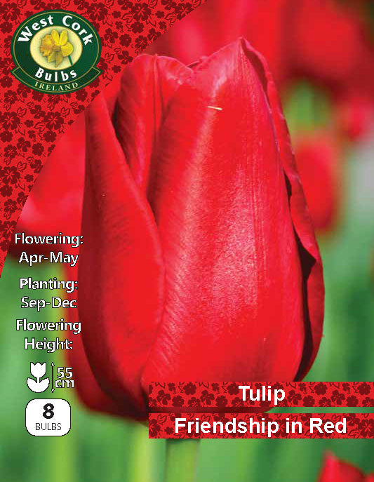 Tulipe Simple <p> Golden Apeldoorn</p>