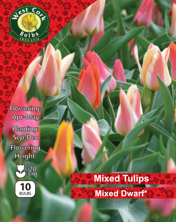 Dwarf Tulip Mixed