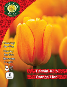 Darwin Tulip Orange Lion