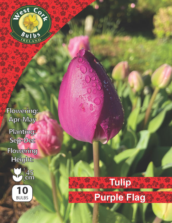 Tulipe Simple <p> Flig Flag</p>